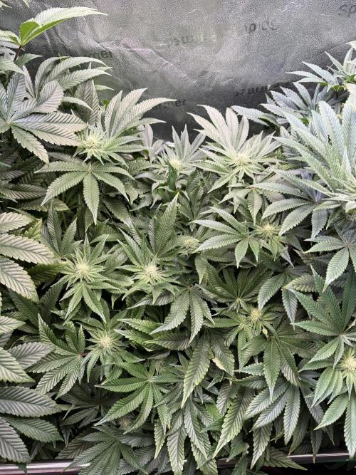 Melonade Runtz - Dutch Passion. Week 10