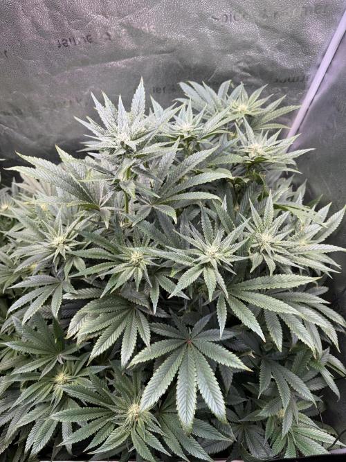 Melonade Runtz - Dutch Passion. Week 10