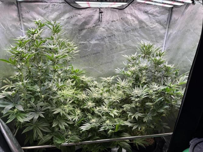 Melonade Runtz - Dutch Passion. Week 11