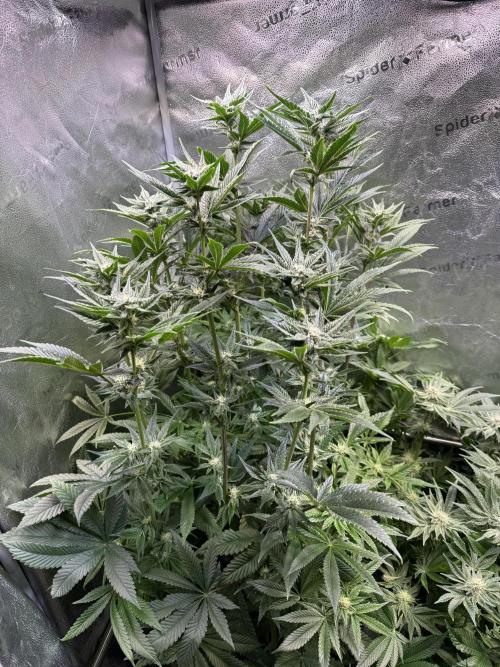Melonade Runtz - Dutch Passion. Week 11