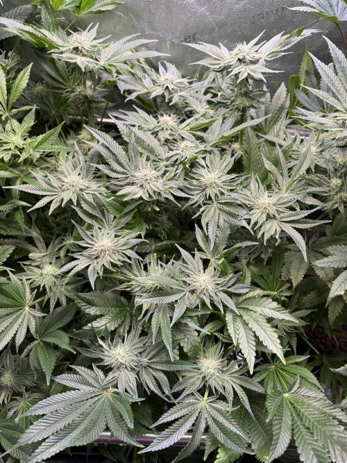 Melonade Runtz - Dutch Passion. Week 11