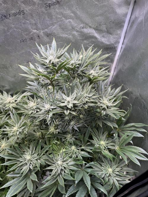 Melonade Runtz - Dutch Passion. Week 11