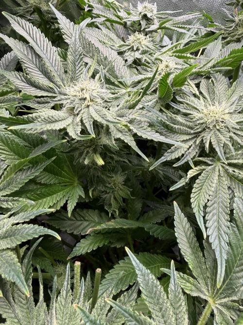 Melonade Runtz - Dutch Passion. Week 11