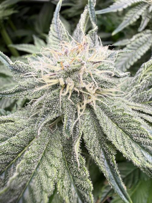 Melonade Runtz - Dutch Passion. Week 11