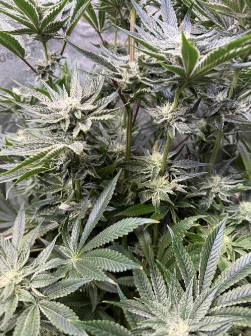 Melonade Runtz - Dutch Passion. Week 11