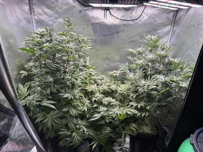 Melonade Runtz - Dutch Passion. Week 12