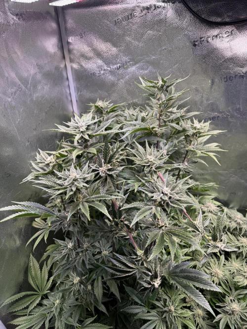 Melonade Runtz - Dutch Passion. Week 12