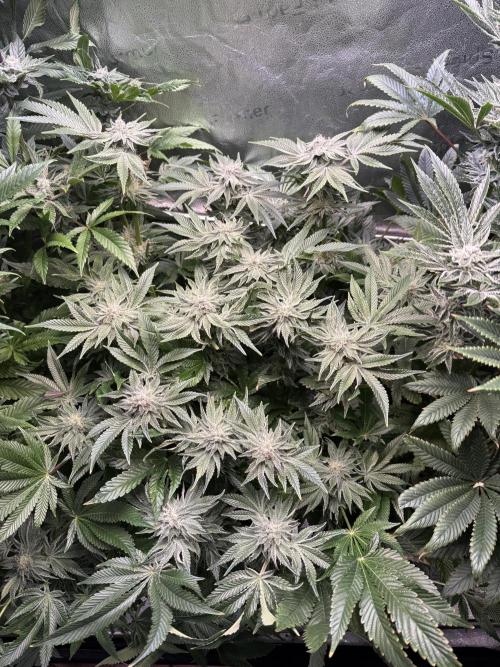 Melonade Runtz - Dutch Passion. Week 12