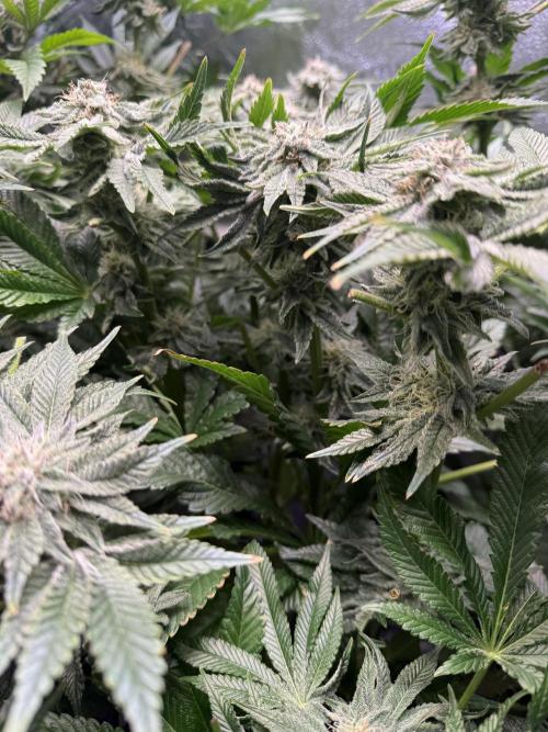 Melonade Runtz - Dutch Passion. Week 12