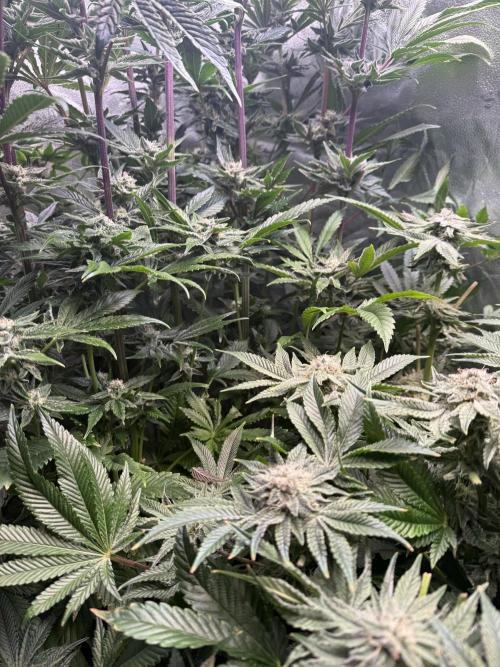 Melonade Runtz - Dutch Passion. Week 12