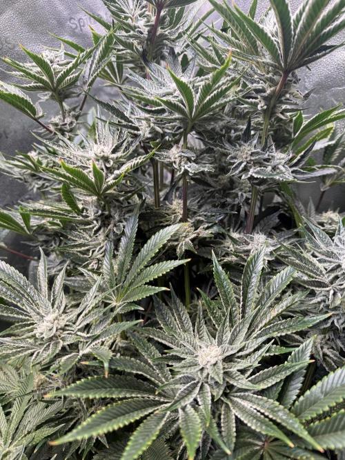 Melonade Runtz - Dutch Passion. Week 12