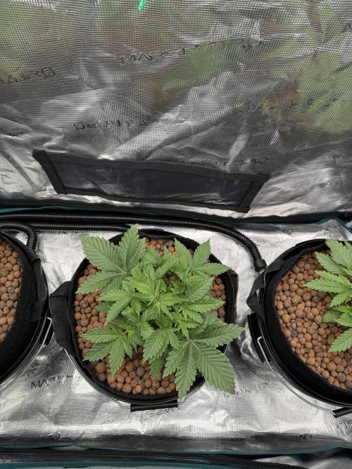 Super Skunk - Sensi Seeds - Hydro. Week 4