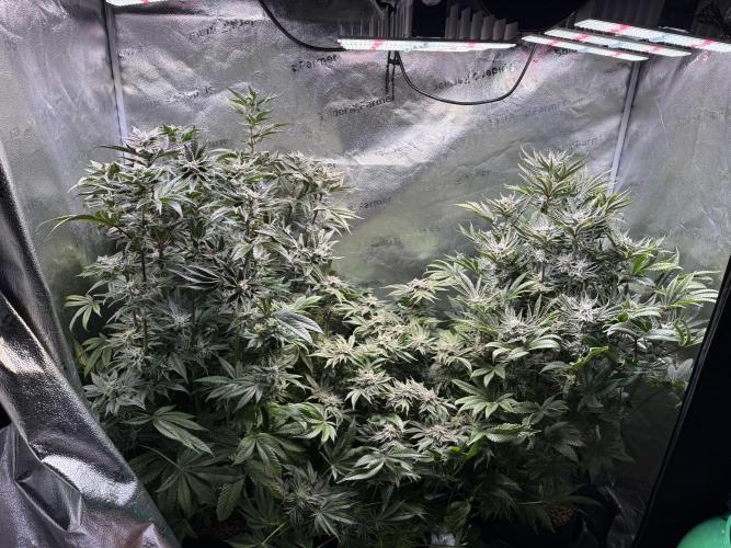 Melonade Runtz - Dutch Passion. Week 13