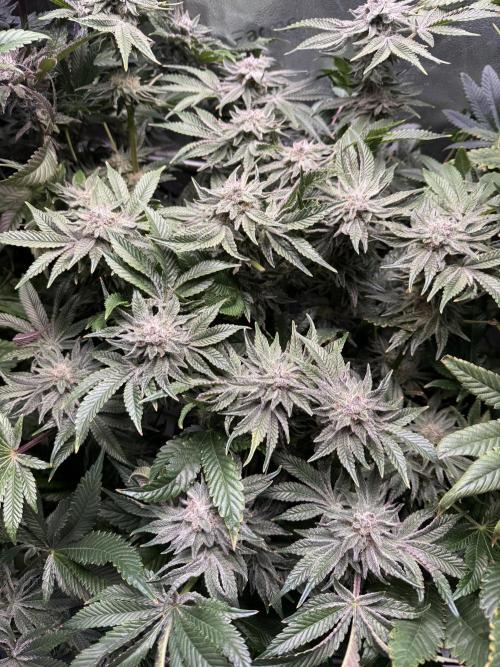 Melonade Runtz - Dutch Passion. Week 13