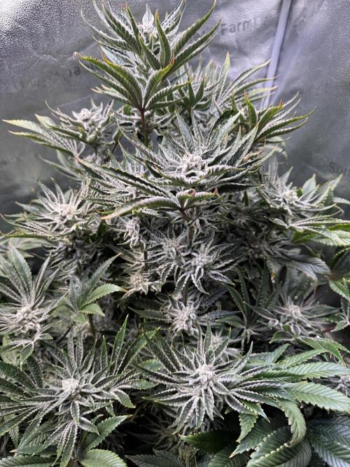 Melonade Runtz - Dutch Passion. Week 13