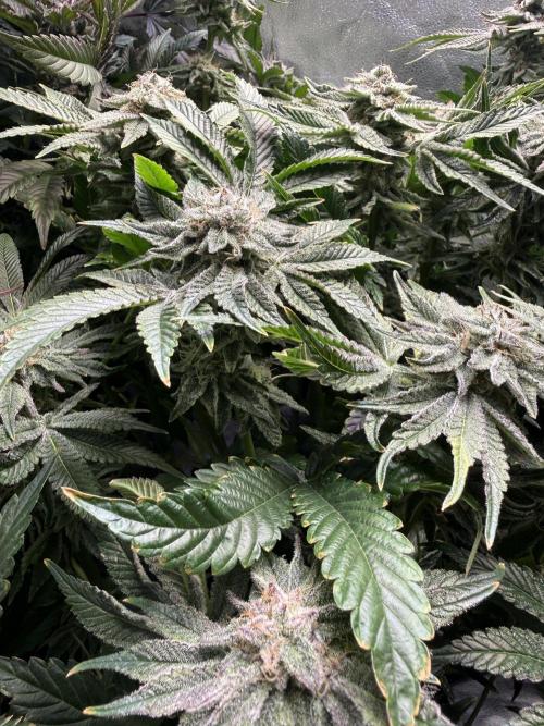 Melonade Runtz - Dutch Passion. Week 13