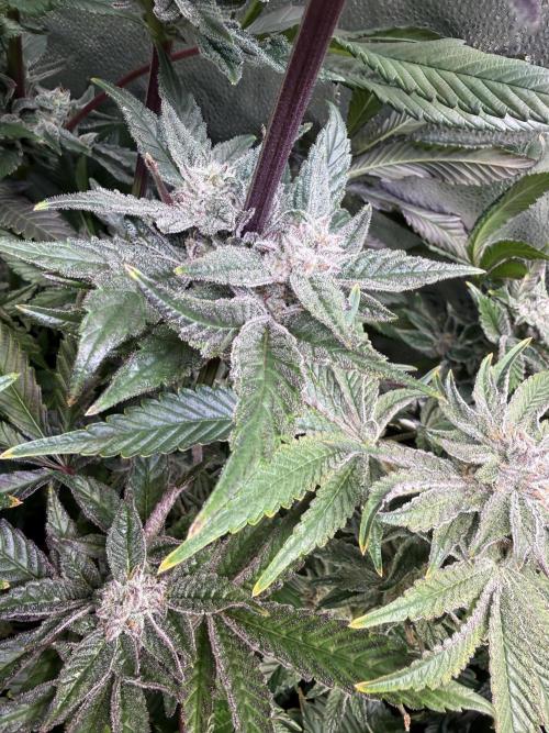 Melonade Runtz - Dutch Passion. Week 13