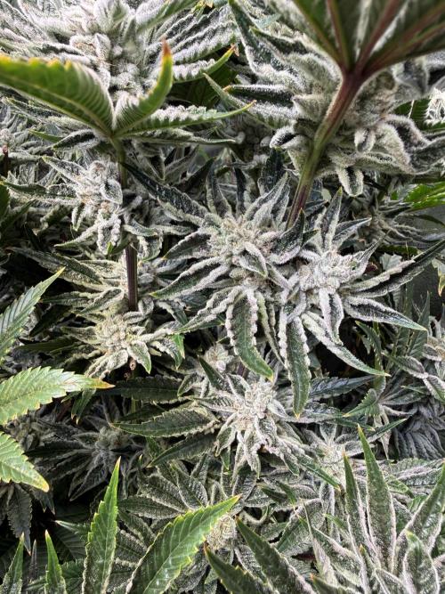 Melonade Runtz - Dutch Passion. Week 13