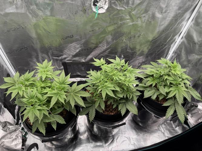 Super Skunk - Sensi Seeds - Hydro. Week 5