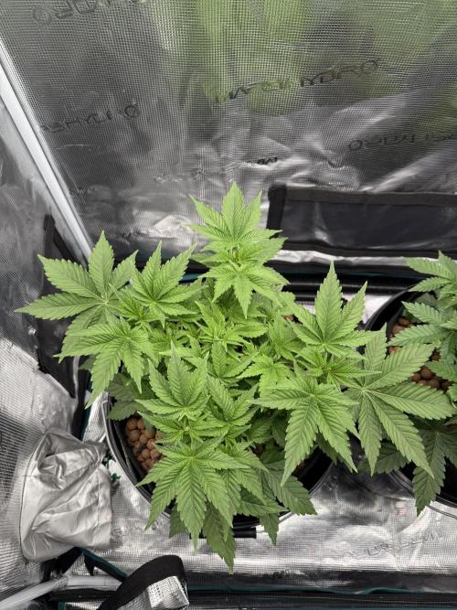 Super Skunk - Sensi Seeds - Hydro. Week 5