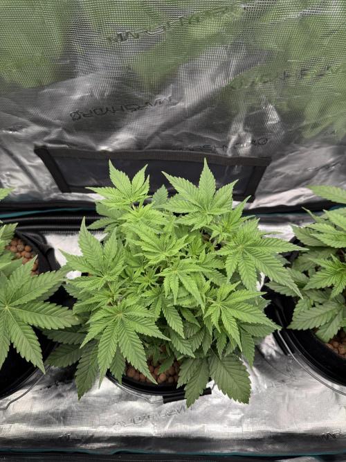 Super Skunk - Sensi Seeds - Hydro. Week 5