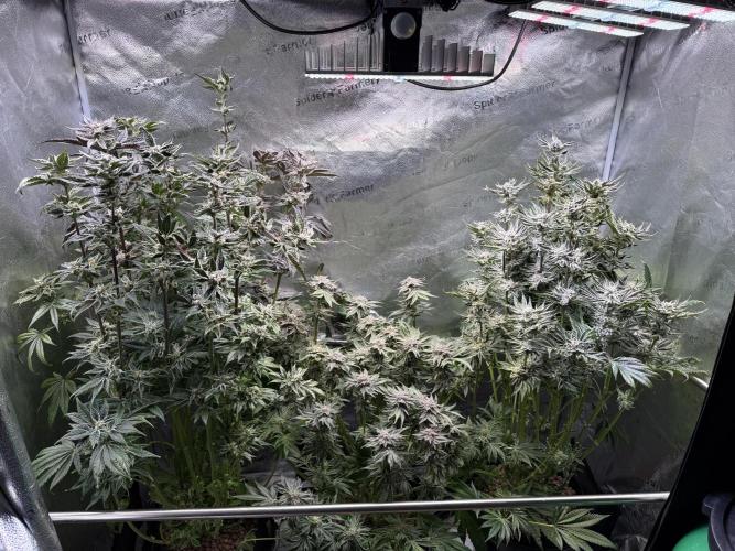 Melonade Runtz - Dutch Passion. Week 14