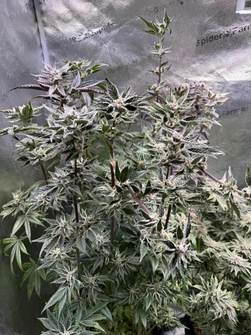 Melonade Runtz - Dutch Passion. Week 14