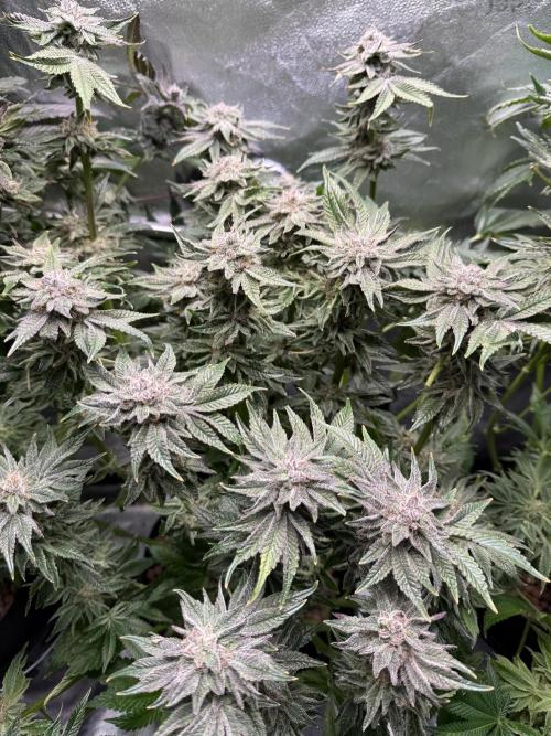 Melonade Runtz - Dutch Passion. Week 14