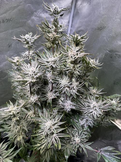 Melonade Runtz - Dutch Passion. Week 14