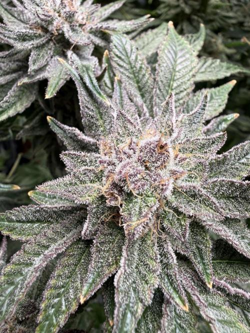 Melonade Runtz - Dutch Passion. Week 14