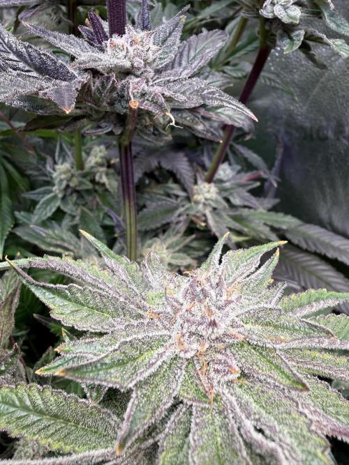 Melonade Runtz - Dutch Passion. Week 14