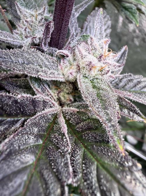 Melonade Runtz - Dutch Passion. Week 14