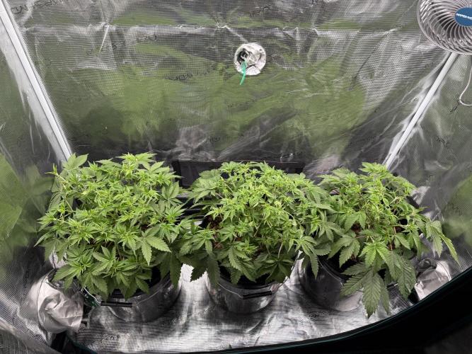 Super Skunk - Sensi Seeds - Hydro. Week 6