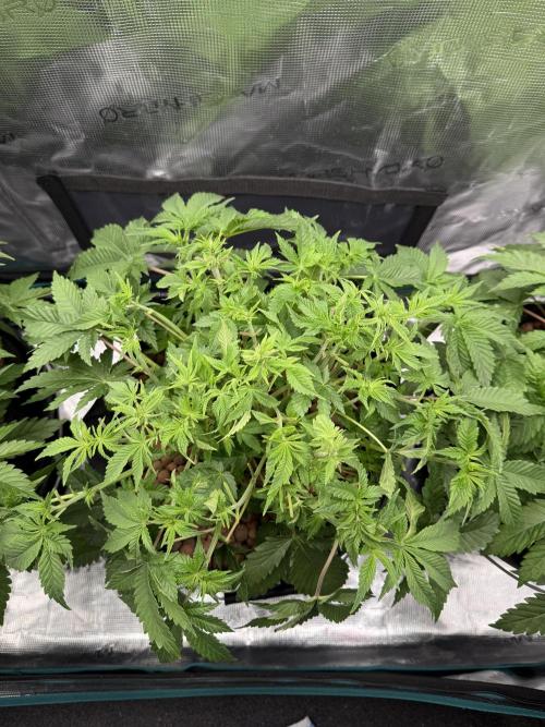 Super Skunk - Sensi Seeds - Hydro. Week 6