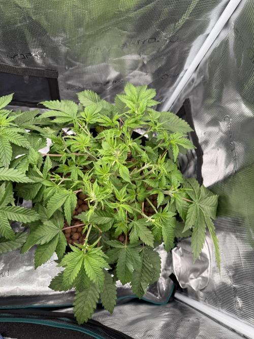 Super Skunk - Sensi Seeds - Hydro. Week 6