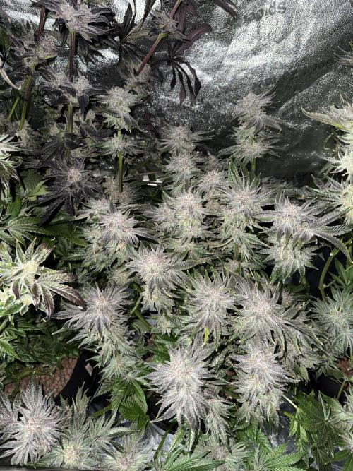 Melonade Runtz - Dutch Passion. Week 15