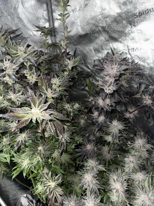 Melonade Runtz - Dutch Passion. Week 15