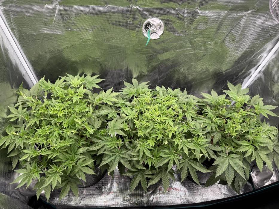 Super Skunk - Sensi Seeds - Hydro. Week 7