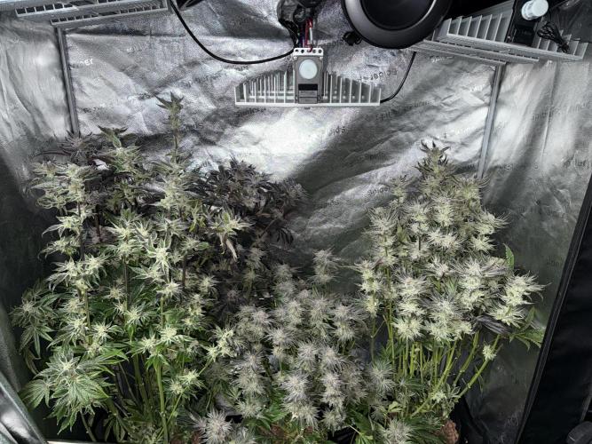 Melonade Runtz - Dutch Passion. Week 16