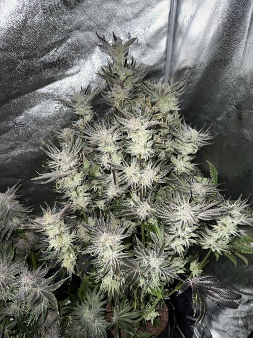 Melonade Runtz - Dutch Passion. Week 16