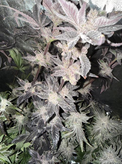 Melonade Runtz - Dutch Passion. Week 16