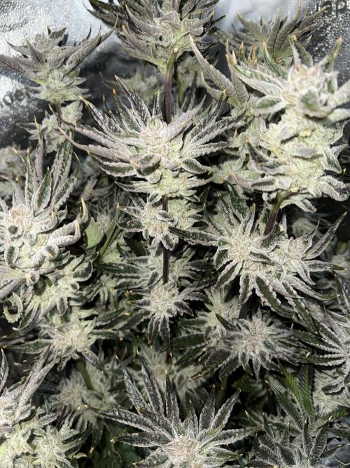 Melonade Runtz - Dutch Passion. Week 16