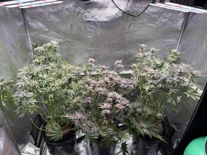 Melonade Runtz - Dutch Passion. Week 16