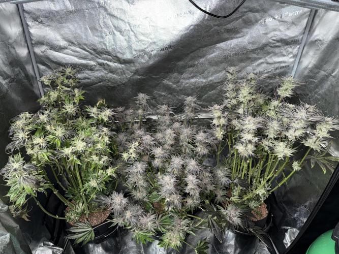 Melonade Runtz - Dutch Passion. Week 16