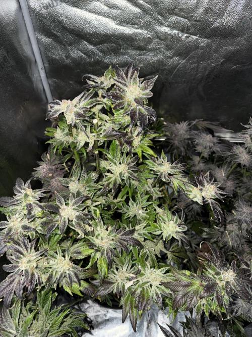 Melonade Runtz - Dutch Passion. Week 16