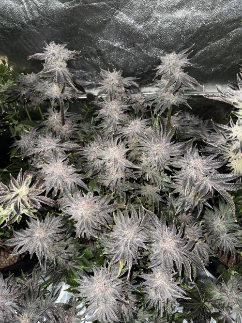 Melonade Runtz - Dutch Passion. Week 16