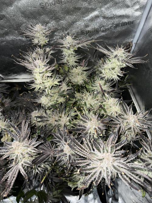 Melonade Runtz - Dutch Passion. Week 16