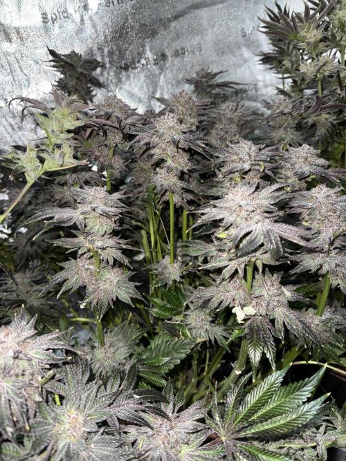 Melonade Runtz - Dutch Passion. Week 16