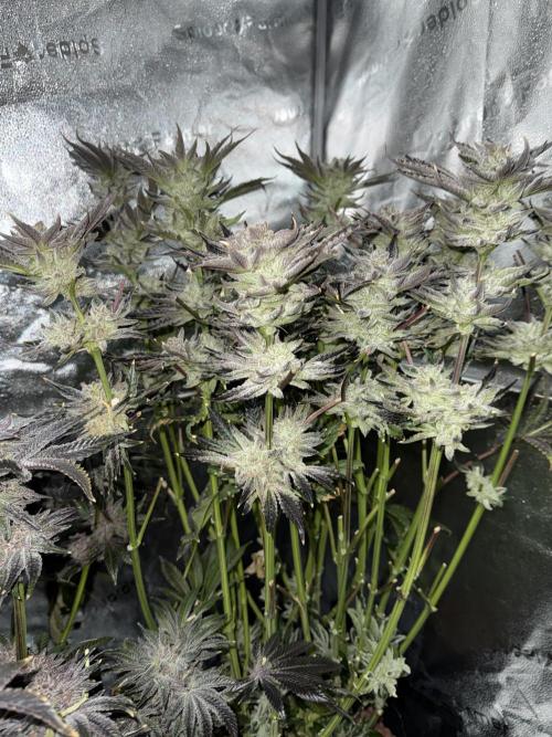 Melonade Runtz - Dutch Passion. Week 16