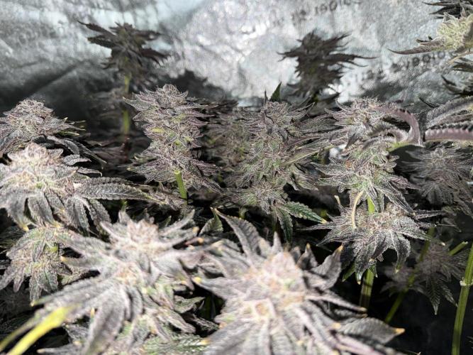 Melonade Runtz - Dutch Passion. Week 16